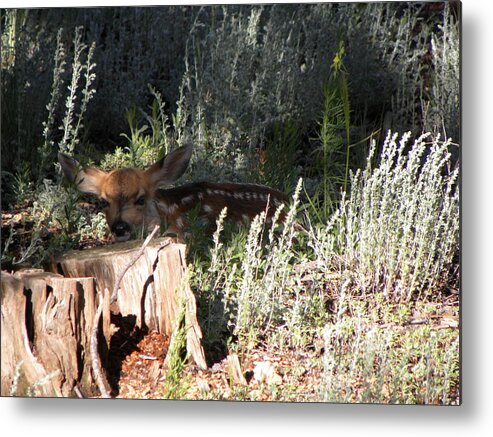 Animal Metal Print featuring the photograph Fawn Front Yard Divide CO by Margarethe Binkley