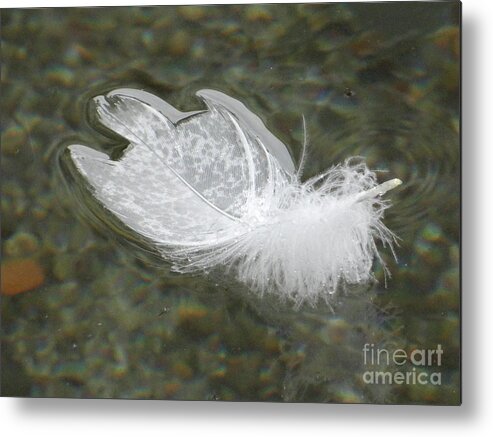 Beautiful White And Grey Feather In Water With Stones. Metal Print featuring the photograph Feather in the water by Karin Ravasio