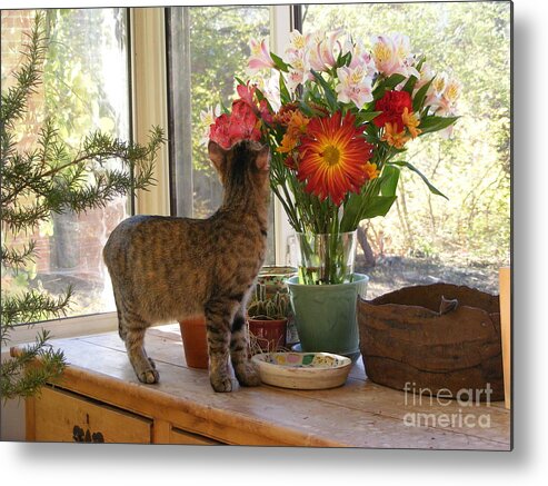 Cat Photography Metal Print featuring the photograph Feather with Flowers by Nancy Kane Chapman