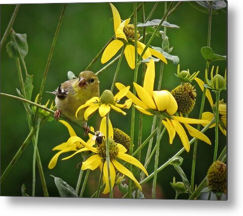 Female Goldfinch Metal Print featuring the photograph Female Goldfinch in August by MTBobbins Photography