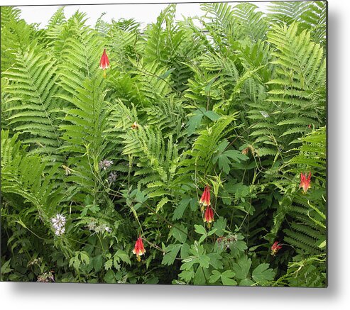 Plans Metal Print featuring the photograph Ferns and Columbines by Wayne Meyer