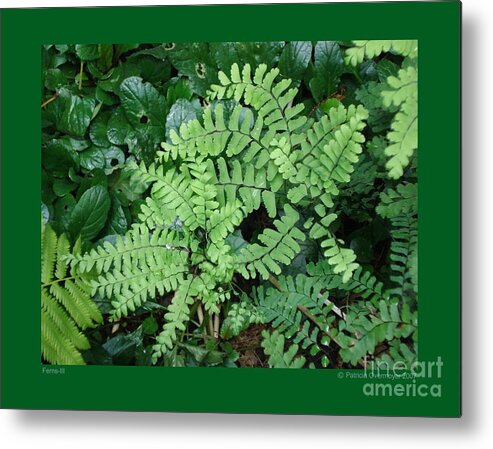 Fern Metal Print featuring the photograph Ferns-III by Patricia Overmoyer