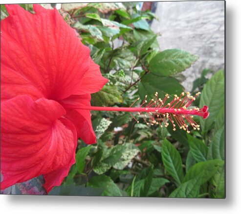 Hisbicus Metal Print featuring the photograph Fire and Ice Hibiscus by Ashley Goforth