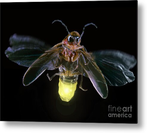 Horizontal Metal Print featuring the photograph Firefly by Darwin Dale