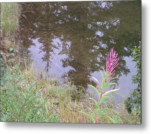 Landscape Metal Print featuring the photograph Fireweed and salmon. by Annika Farmer