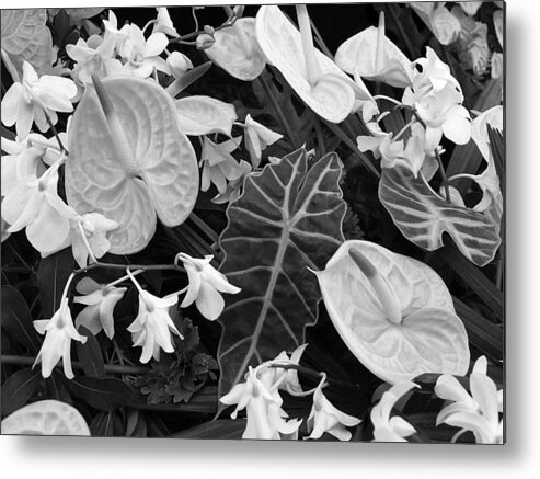 Black And White Flowers Metal Print featuring the photograph Flamingo Flowers And Orchids Black and White by Gill Billington
