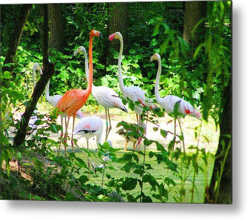 Flamingo Metal Print featuring the photograph Flamingo by Oleg Zavarzin