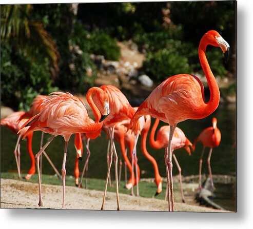 Flamingo Metal Print featuring the photograph Flamingos by Aimee L Maher ALM GALLERY
