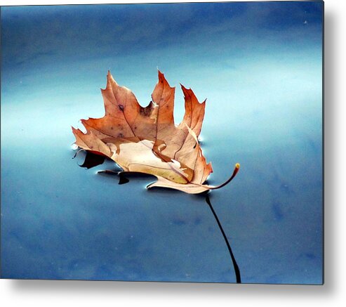 Leaf Metal Print featuring the photograph Floating Oak Leaf by David T Wilkinson