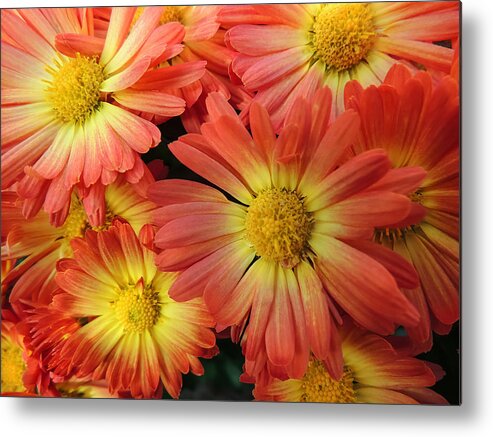 Flower Metal Print featuring the photograph Floral Frenzy 2 by Robert Mitchell
