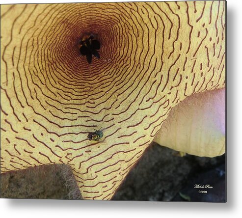 Flower Photograph Metal Print featuring the photograph Fly to Me by Michele Penn