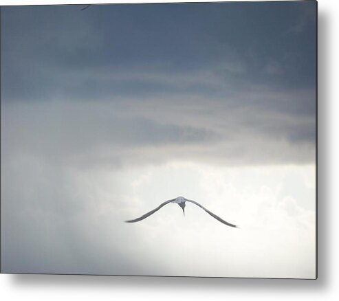 Sky Metal Print featuring the photograph Flying into the Light by Anita Parker