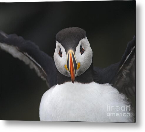 Festblues Metal Print featuring the photograph FrankenPuffin... by Nina Stavlund