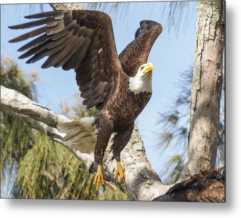 America Metal Print featuring the photograph Freedom by Doug McPherson