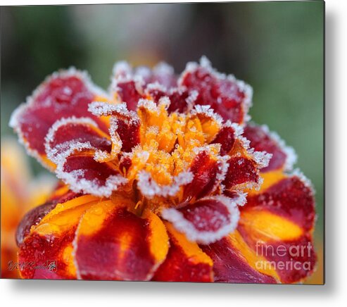 Mccombie Metal Print featuring the photograph French Marigold named Durango Red Outlined with Frost by J McCombie