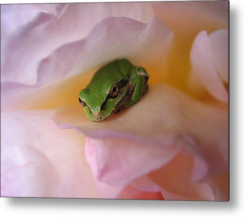 Chorus Frog Metal Print featuring the photograph Frog and Rose photo 2 by Cheryl Hoyle