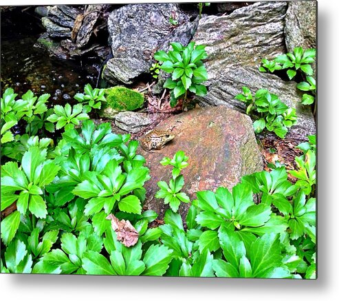 Frog Metal Print featuring the photograph Frog on a Rock by Chris Montcalmo