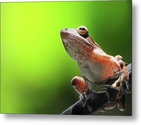 Tropical Rainforest Metal Print featuring the photograph Frog Resting On A Branch by Primeimages