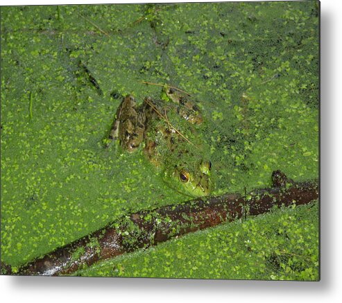  Anura Metal Print featuring the photograph Froggie by Robert Nickologianis