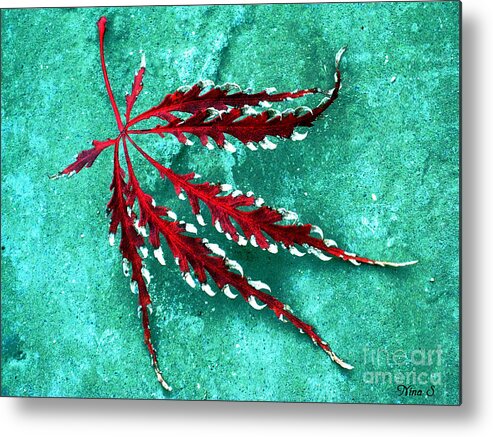 Leaf Metal Print featuring the photograph Frosted Japanese Maple by Nina Silver