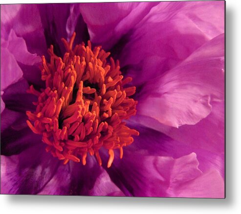 Pink Metal Print featuring the photograph Fuschia Surprise by Carolyn Jacob
