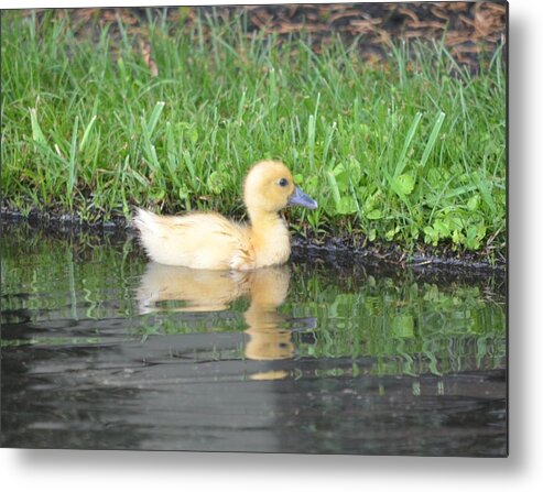 Duck Metal Print featuring the photograph Fuzzy Little Yellow Duck by Richard Bryce and Family