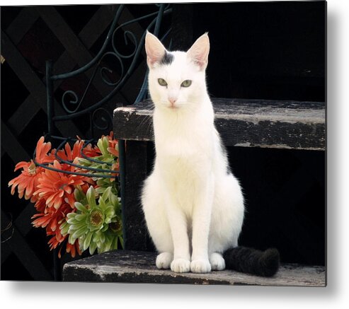 Cat Metal Print featuring the photograph Gaze by Zinvolle Art