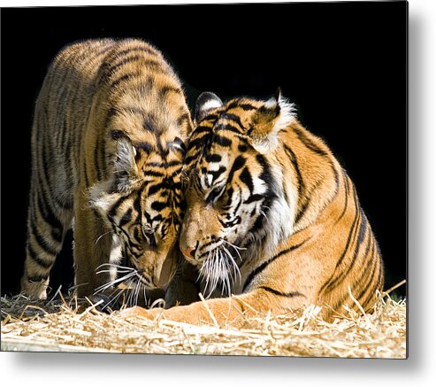 Tigers Metal Print featuring the photograph Gentle touch by Gary Neiss
