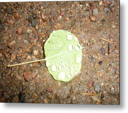 Nature Metal Print featuring the photograph Glory by Isabella McClellan