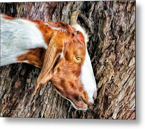 Goat Metal Print featuring the photograph Goat 3 by Dawn Eshelman