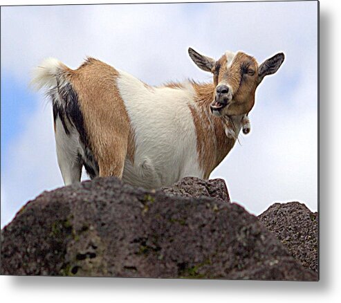 Goat Metal Print featuring the photograph Goat by Craig Watanabe