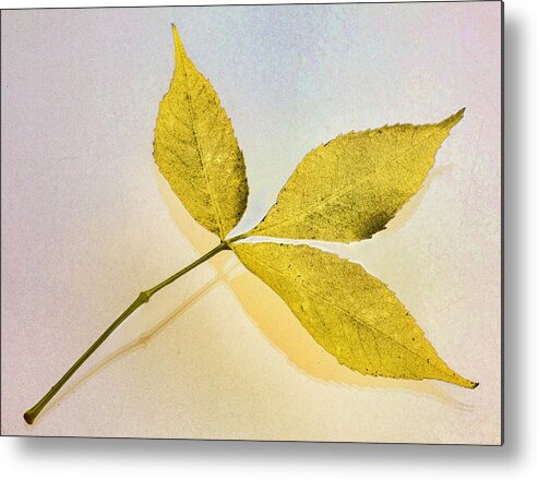Autumn Metal Print featuring the photograph Gold Leaf by Jerry Nettik