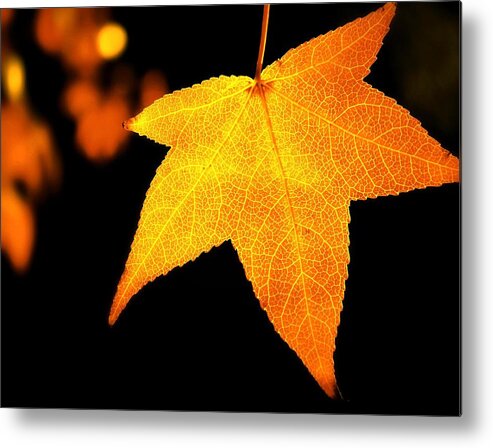 Tranquility Metal Print featuring the photograph Golden Autumn Maple Leaf by Missgeok