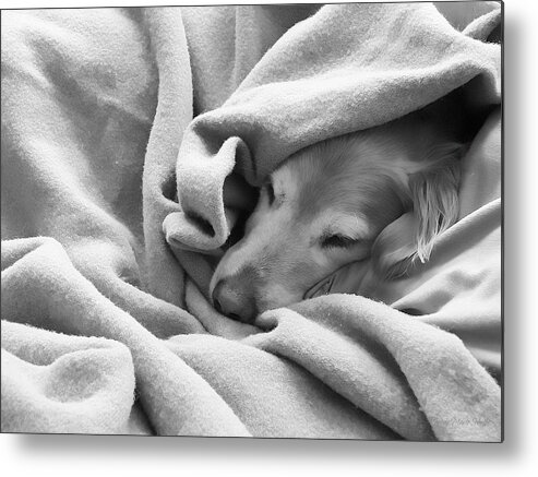 Golden Retriever Metal Print featuring the photograph Golden Retriever Dog Under the Blanket by Jennie Marie Schell