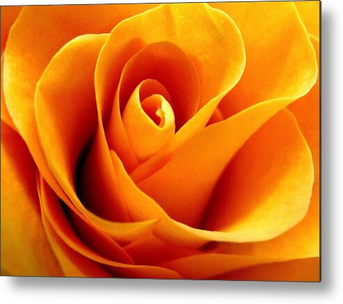 Rhonda Barrett Metal Print featuring the photograph Golden Rose by Rhonda Barrett