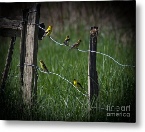 Goldfinch Metal Print featuring the photograph Goldfinch Gathering by Douglas Stucky