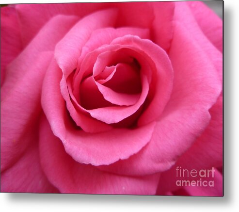 Gorgeous Metal Print featuring the photograph Gorgeous Pink Rose by Vicki Spindler