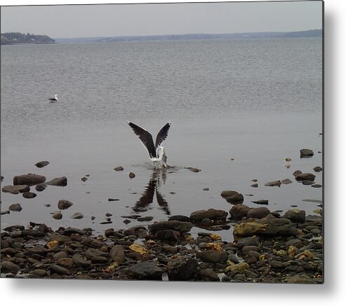 Seagull Metal Print featuring the photograph Got Caught by Robert Nickologianis