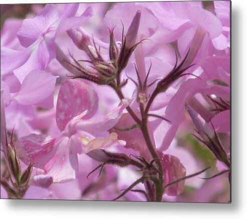 Nature Metal Print featuring the photograph Grace by Loretta Pokorny
