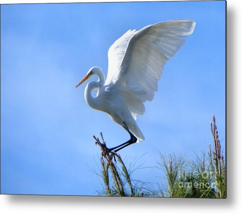 Heron Metal Print featuring the photograph Graceful Landing by Deb Halloran