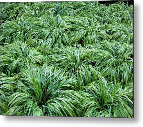 Grass Metal Print featuring the photograph Grass by Brooke Friendly