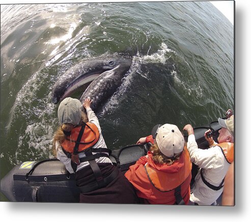 Feb0514 Metal Print featuring the photograph Gray Whale Calf And Tourists Baja by Flip Nicklin