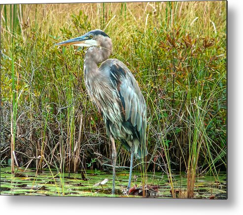 Heron Metal Print featuring the photograph Great blue heron waiting for supper by Eti Reid