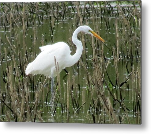 Great Egret Metal Print featuring the photograph Great Egret by Eric Switzer