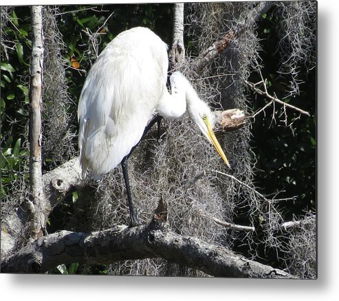 Nature Metal Print featuring the photograph Great Egret in Tree by Ellen Meakin