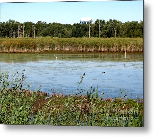 Great Egret Metal Print featuring the photograph Great Egret on Berm Pond at Tifft Nature Preserve Buffalo New York by Rose Santuci-Sofranko