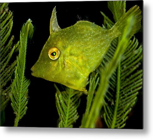 File Metal Print featuring the photograph Green Beauty by Sandra Edwards