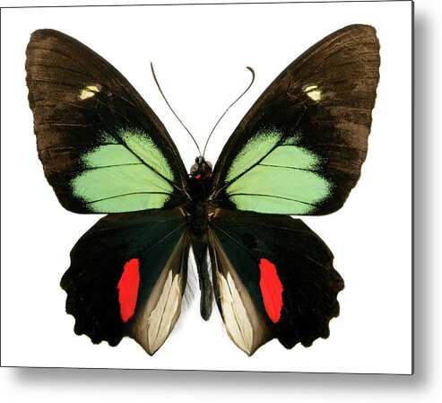 Parides Childrenae Metal Print featuring the photograph Green-celled Cattleheart Butterfly by Pascal Goetgheluck/science Photo Library