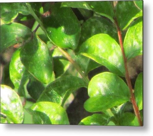 Photograph Leaves Metal Print featuring the photograph Green Leaves by Gayle Price Thomas