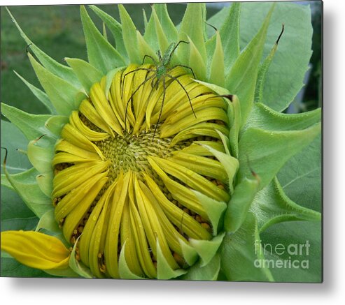 Spider Metal Print featuring the photograph Green Spider on a Sunflower by MM Anderson